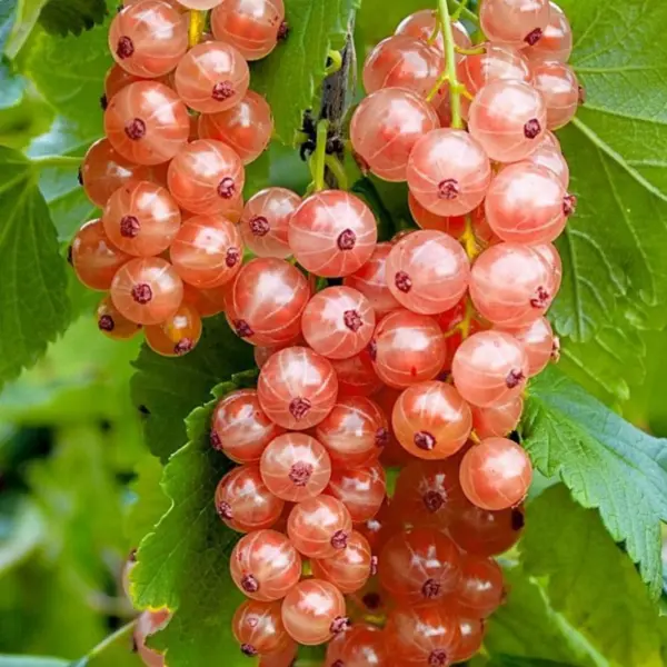chudesnaya-6-263200