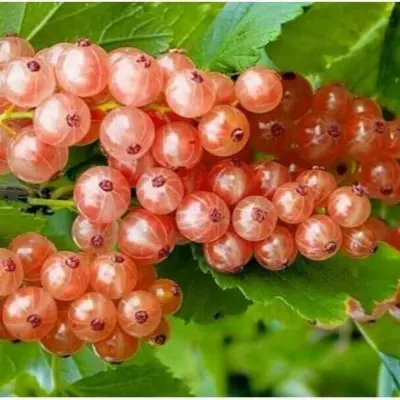 chudesnaya-8-263200