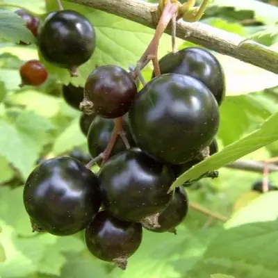 chudnoe-mgnovenie-5-262562
