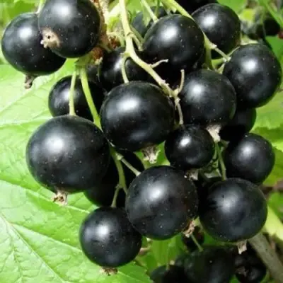 chudnoe-mgnovenie-8-262562