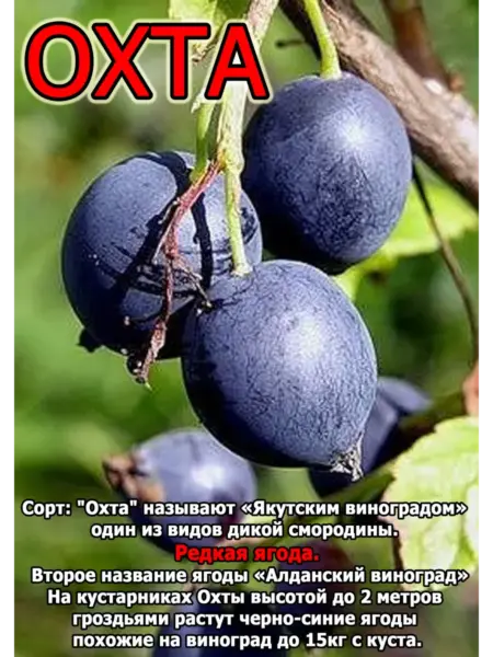 dikusha-ohta-aldanskiy-vinograd-3-260658
