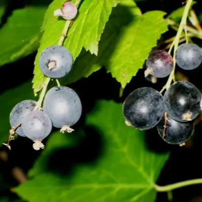 dikusha-ohta-aldanskiy-vinograd-7-260658