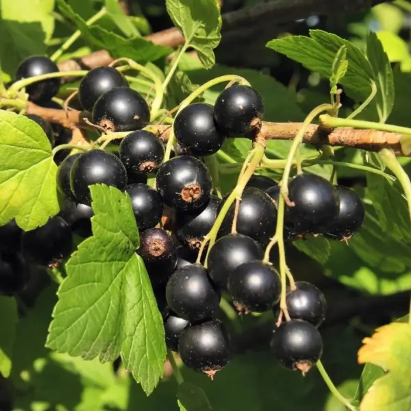 dlya-vnuchat-main-260695