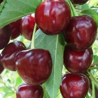 dyuk-dobrynya-8-270409