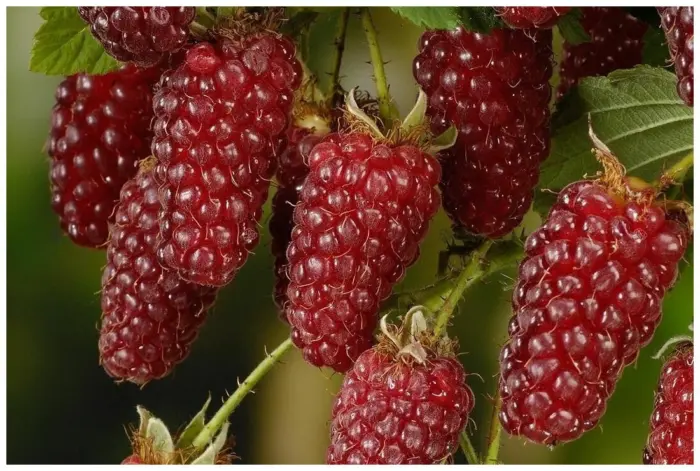 ezhemalina-medana-tayberri-2-257075