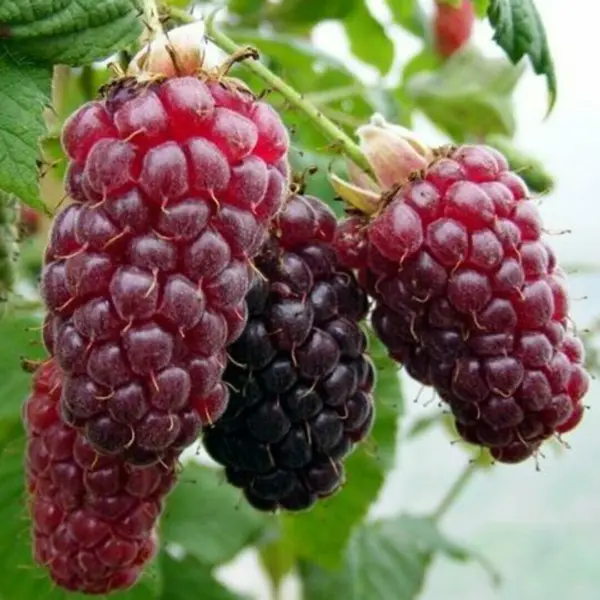 ezhemalina-medana-tayberri-4-257075
