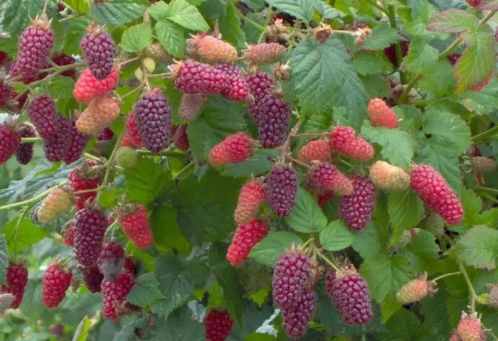 ezhemalina-medana-tayberri-6-257075