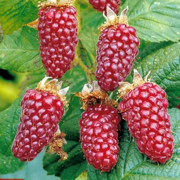 ezhemalina-medana-tayberri-main-257075