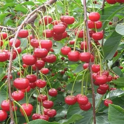 feya-6-269980