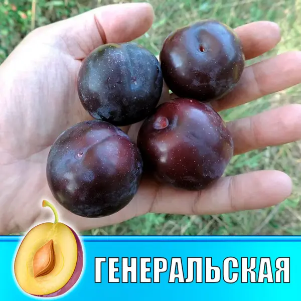 generalskaya-2-256905