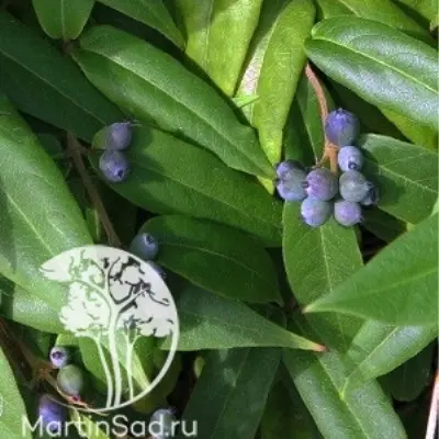 genri-8-265328