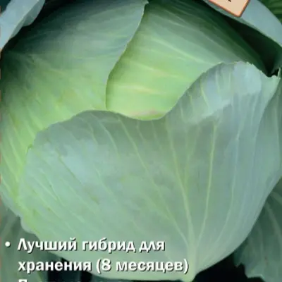 gertsoginya-5-268949