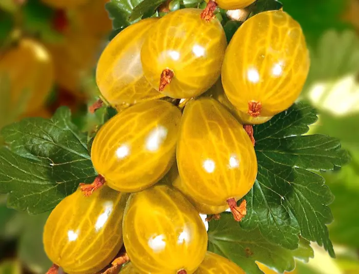 gold-bol-2-264657