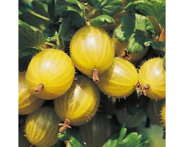 gold-bol-3-264657