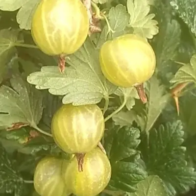 gold-bol-8-264657