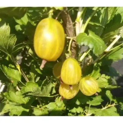 goldling-8-263841