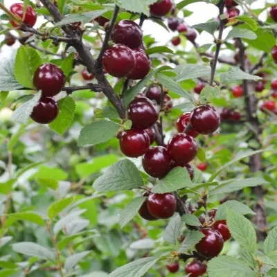 habarovskaya-6-270466
