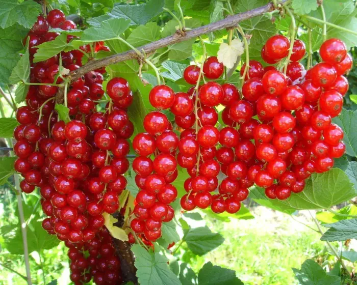 hrustyaschaya-6-263138