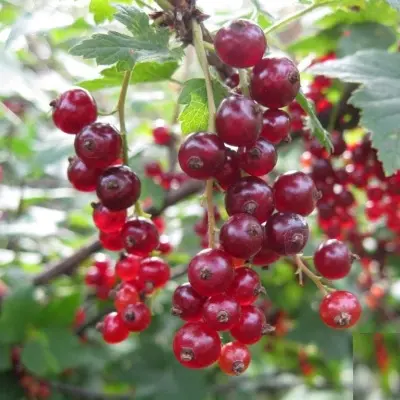 hrustyaschaya-7-263138