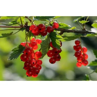 hrustyaschaya-8-263138