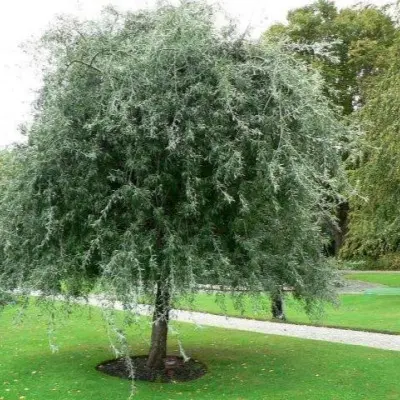 ivolistnaya-pendula-3-254354
