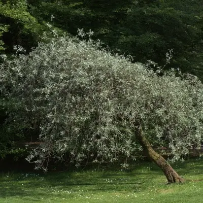 ivolistnaya-pendula-4-254354