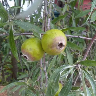 ivolistnaya-pendula-5-254354