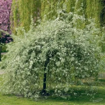 ivolistnaya-pendula-6-254354