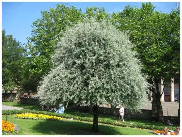 ivolistnaya-pendula-main-254354
