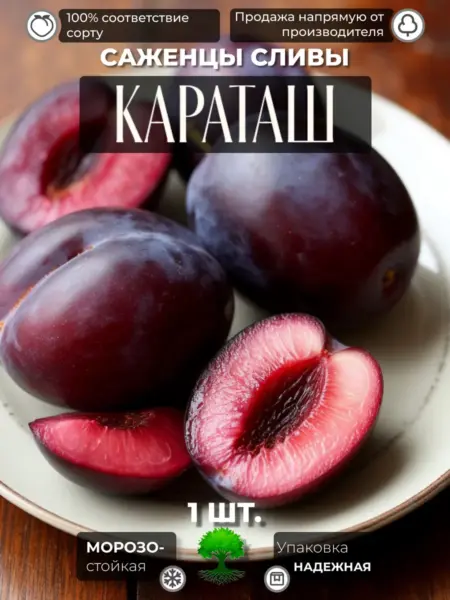 karatash-1-255247