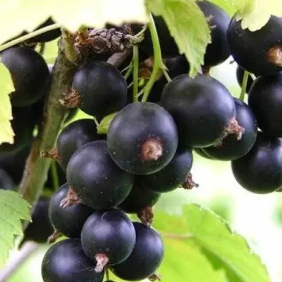 kievskiy-velikan-9-261229