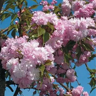 kiku-shidare-5-270440
