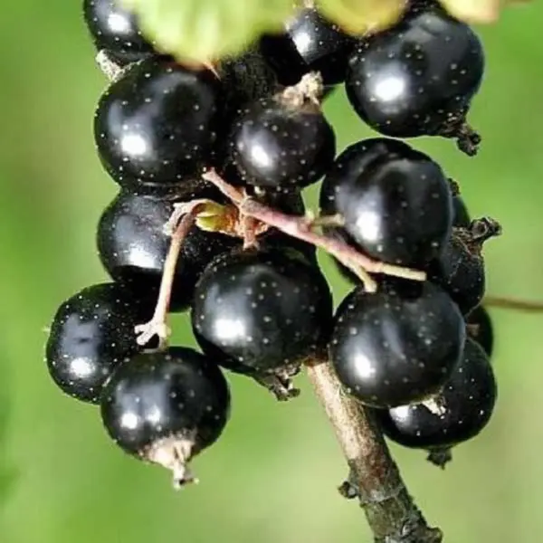 kipiana-2-263110
