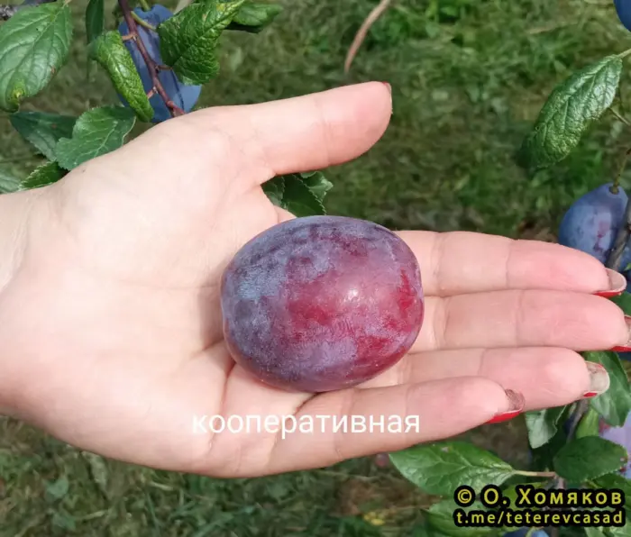 kollektivnaya-kooperativnaya-2-255431