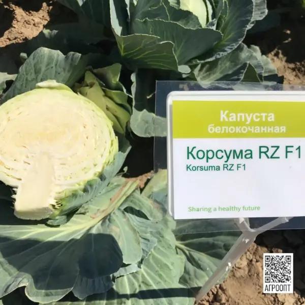 korsuma-3-269223