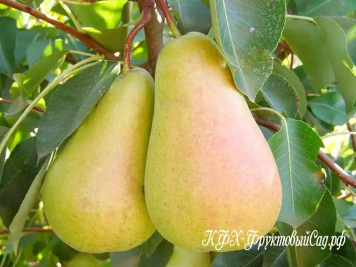 kyure-vilyams-zimniy-2-253275
