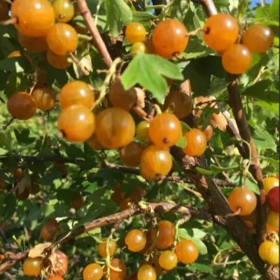lyaysan-6-261259