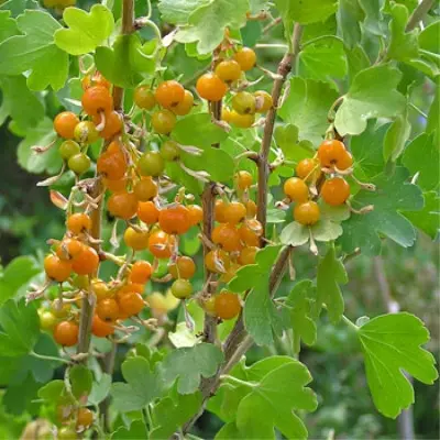 lyaysan-8-261259