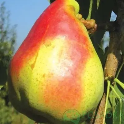 madam-bale-3-250654