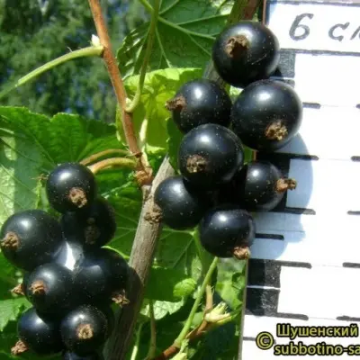 maryushka-6-261203