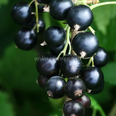 maryushka-8-261203
