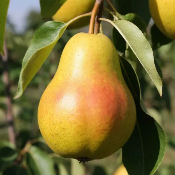 mashuk-3-254315