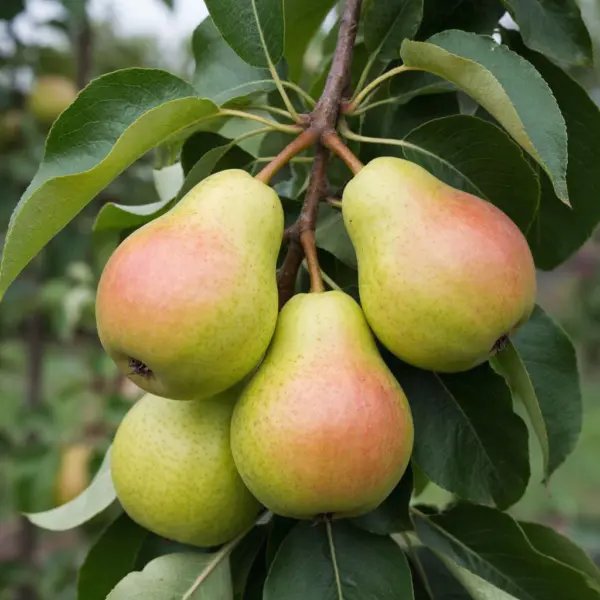 mashuk-4-254315