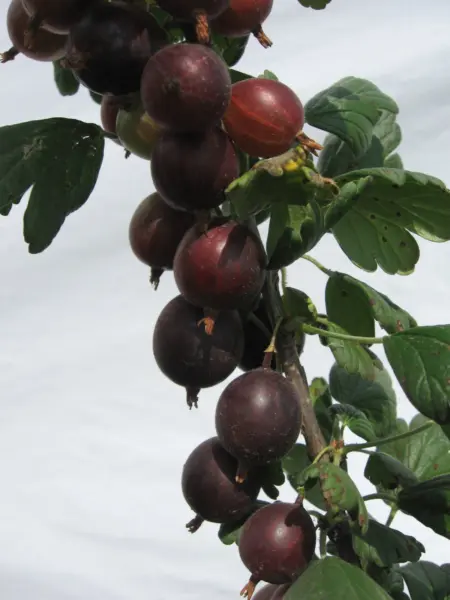 mayak-2-263871
