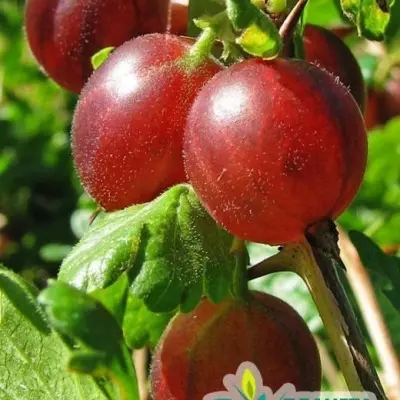 mayak-8-263871