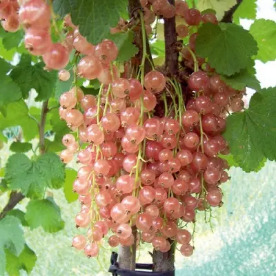 muskat-rozovyy-main-262849
