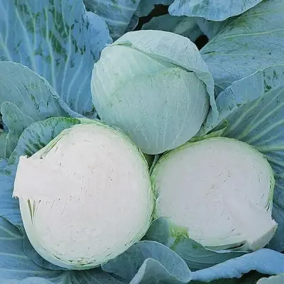 novator-6-269296
