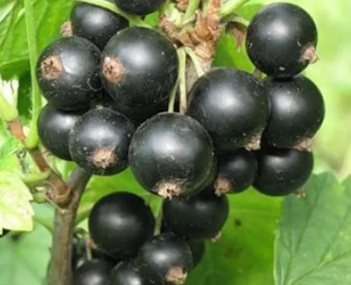 ocharovanie-3-260744