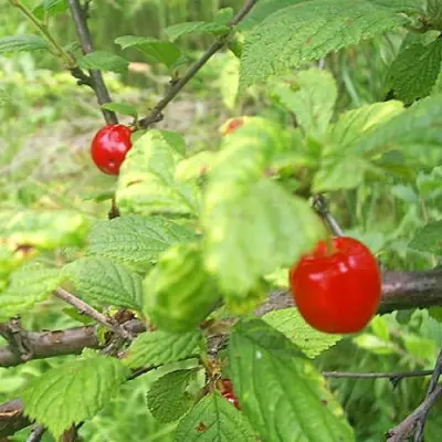 okeanskaya-virovskaya-5-271739