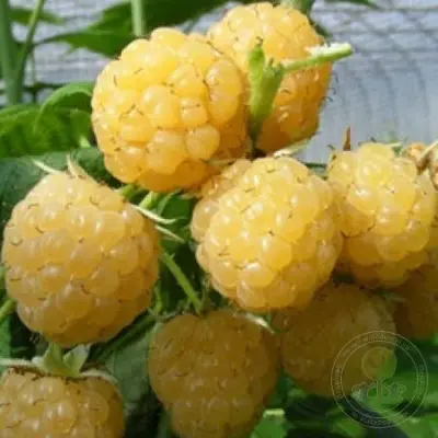 old-gold-8-257111